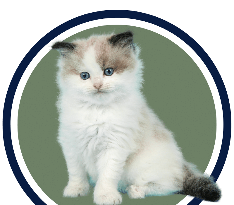 Veterinary Appointment In Columbus, Ohio 43204 Suburban Animal Clinic