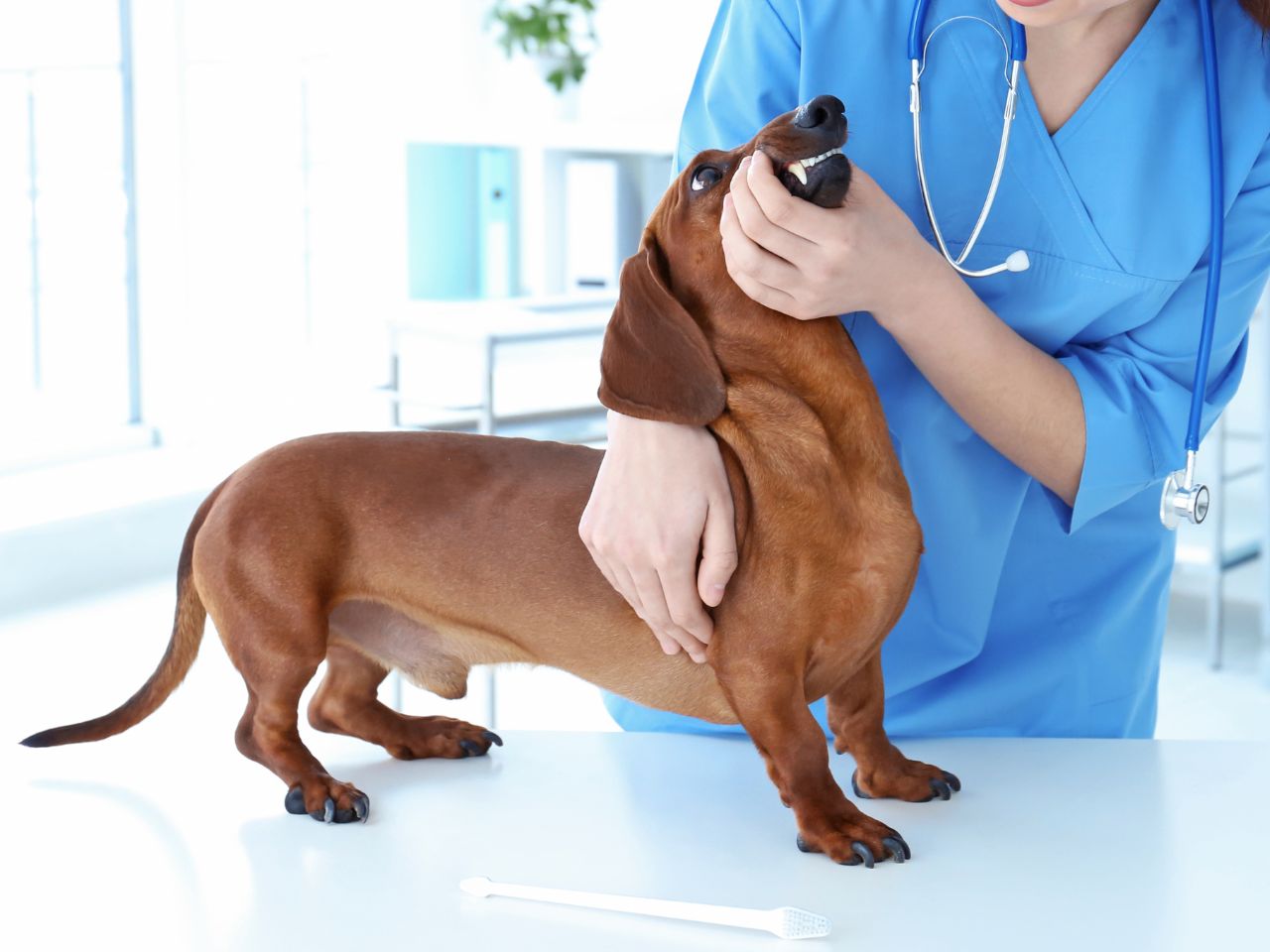 Veterinarian examining dog's teeth