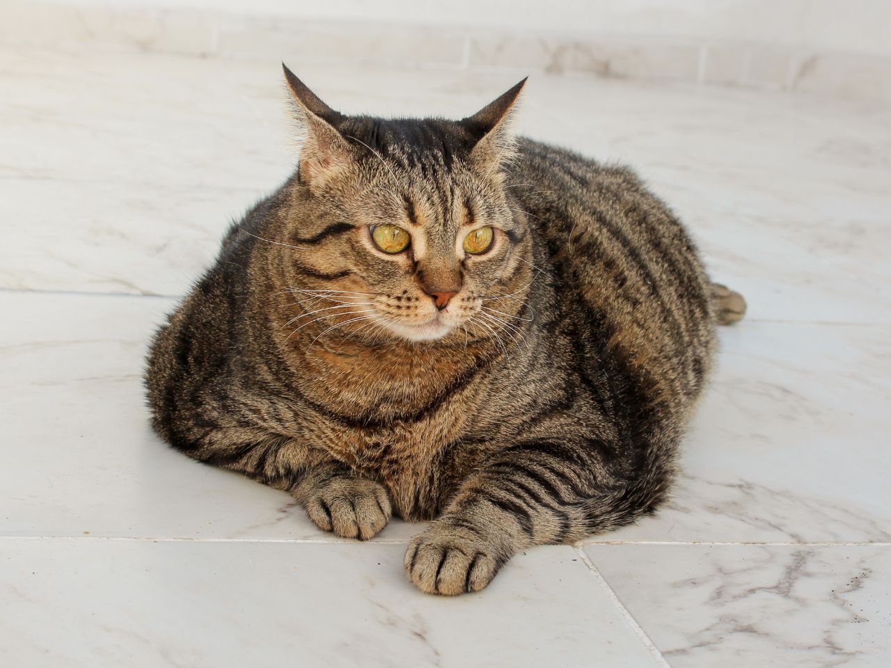 fat cat resting on the floor