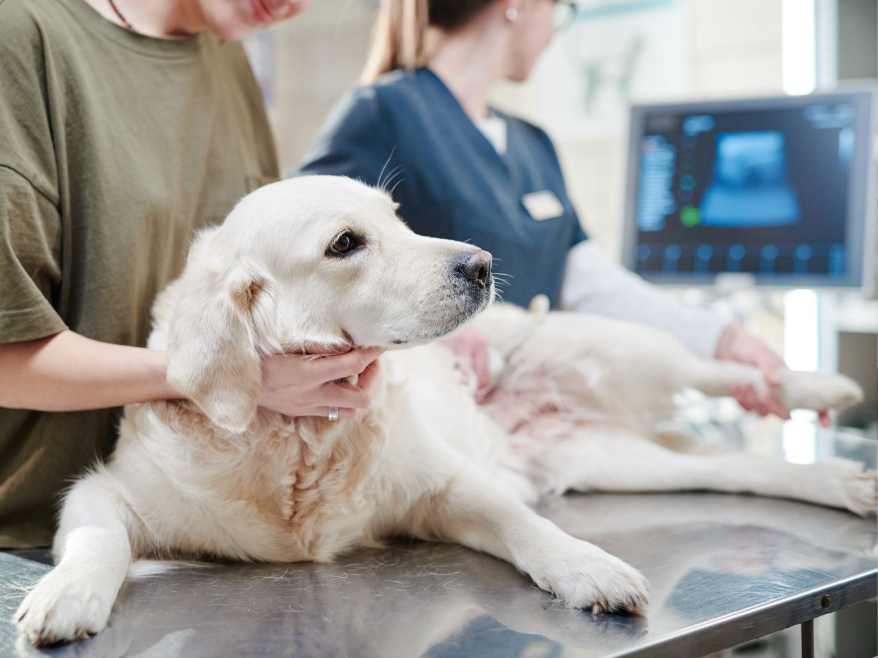Vets using ultrasound to examine dog