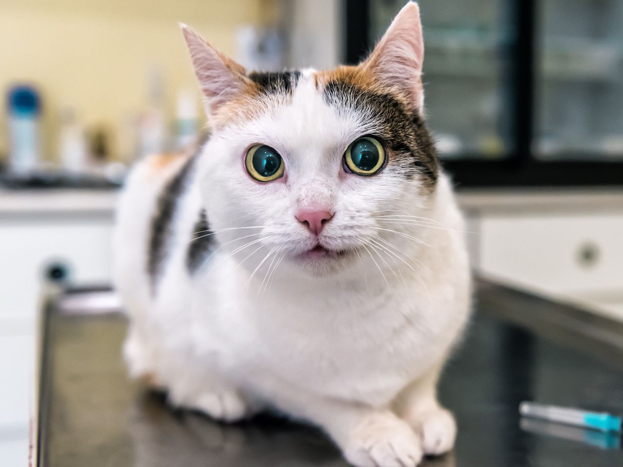 A cat in a veterinary clinic