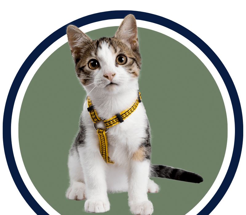 cat with a harness