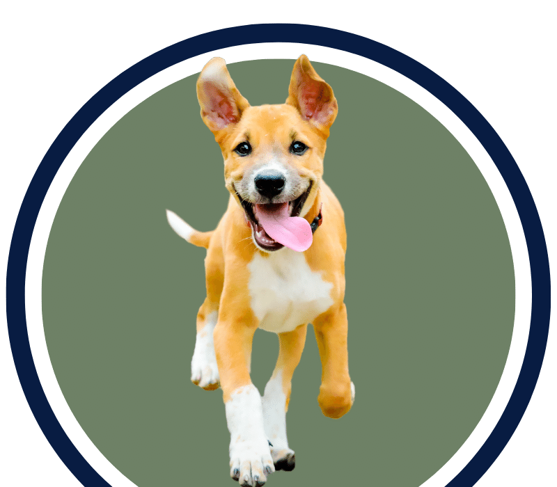 Veterinarian Reviews In Columbus, Ohio 43204 Suburban Animal Clinic