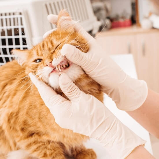 a-cat-being-examined-by-a-veterinarian
