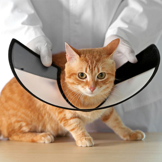a-cat-wearing-a-cone