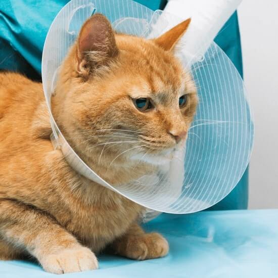 cat-wearing-a-cone