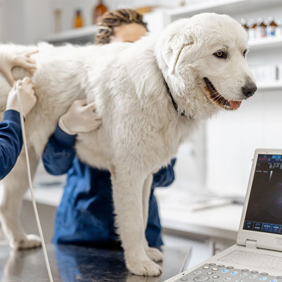 ultrasound-procedure-on-a-dog