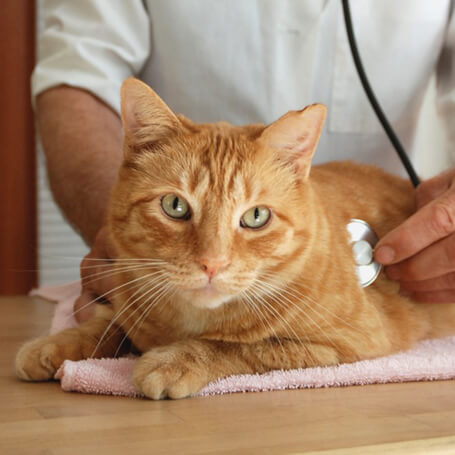 veterinarian-examine-a-cat