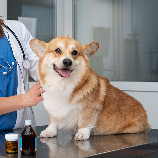 veterinarian-examine-a-pet