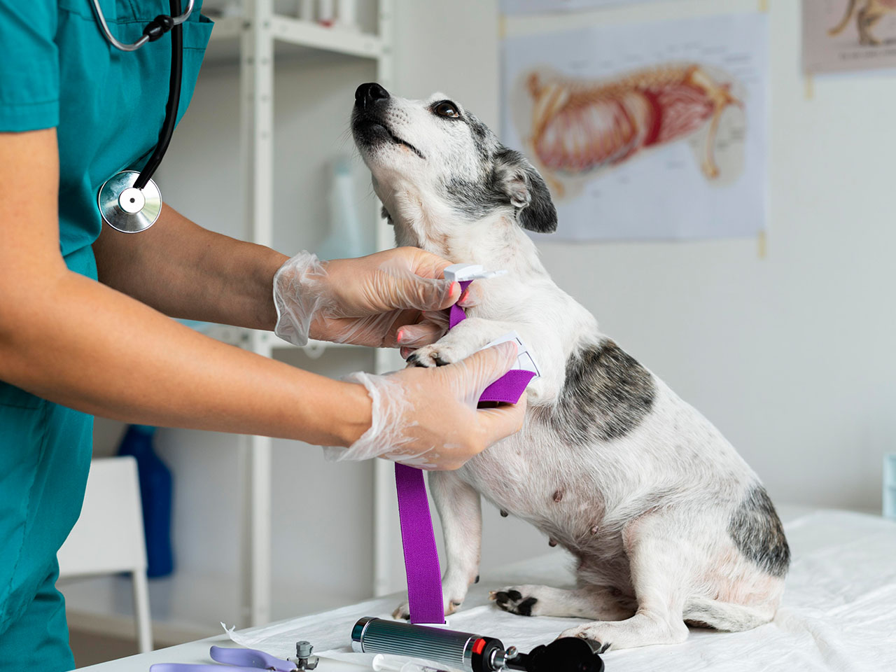 veterinarian-taking-caring-a-dog