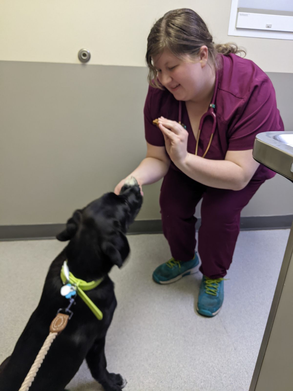 a vet feeding a dog