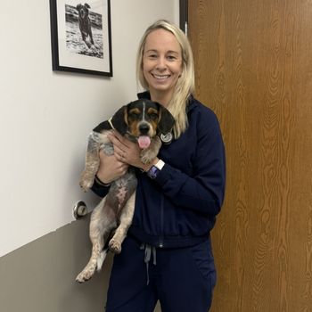 vet staff holding a dog