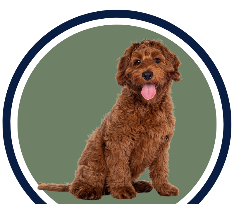 A brown dog sits comfortably