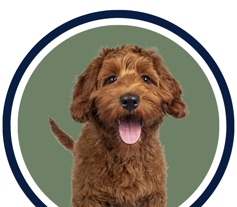 A brown dog with its tongue out