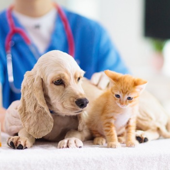 A dog and cat sit on a table while a veterinarian examines them