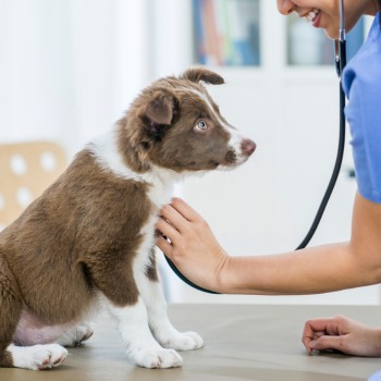 A veterinarian checks a brown and white dog