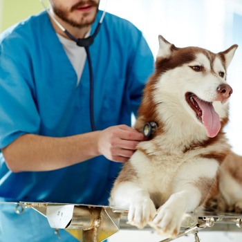 A veterinarian examines a dog
