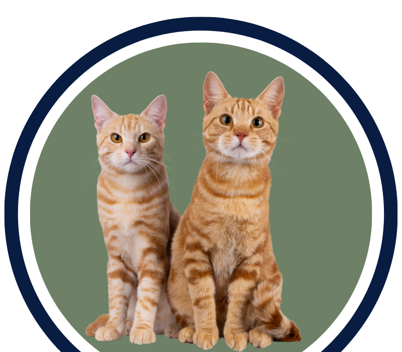 Two orange cats sitting closely together