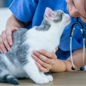 vet gently pets a cat