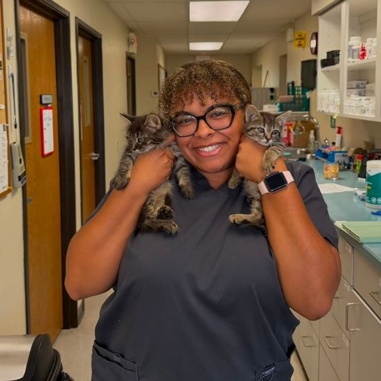 a vet staff gently holds two kittens