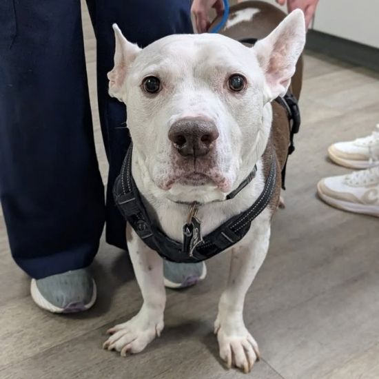 a white dog with upright ears and a black harness