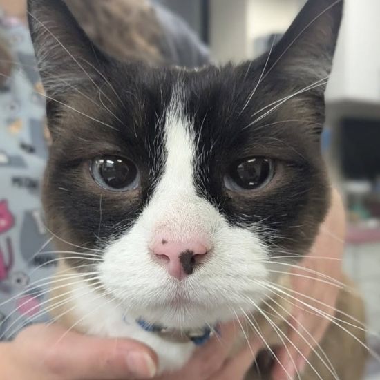 A close-up of a cat with dark brown fur on its ears and face