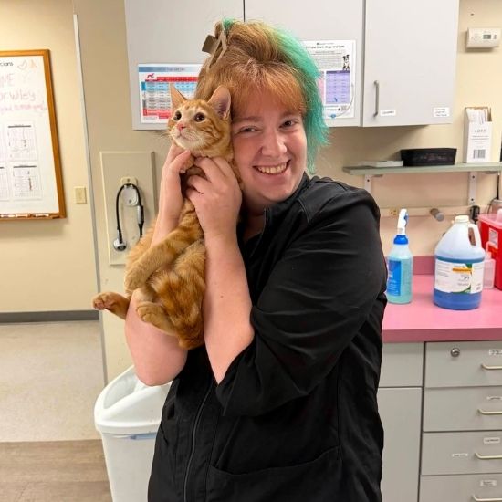 a vet staff holding a small orange tabby cat