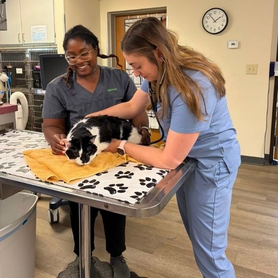Two female vet staff examine a black and white cat