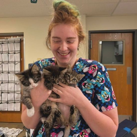 a vet staff holds three small, fluffy kittens in her arms