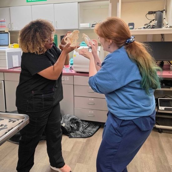 two vet staff with a small animal model