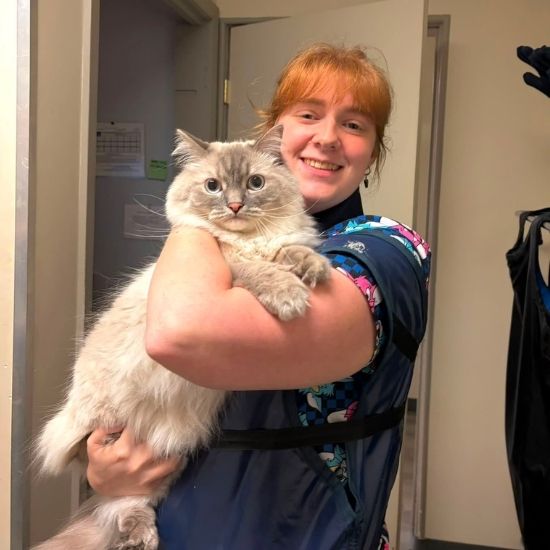 a vet staff in colorful scrubs gently holds a fluffy gray cat
