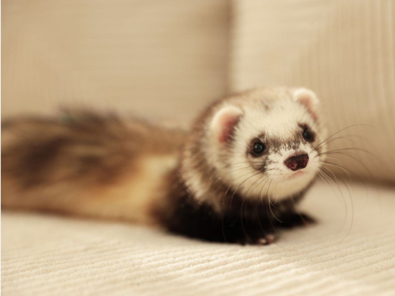 a ferret lying on a couch
