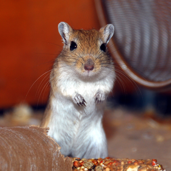 gerbil caring-for-senior-dog