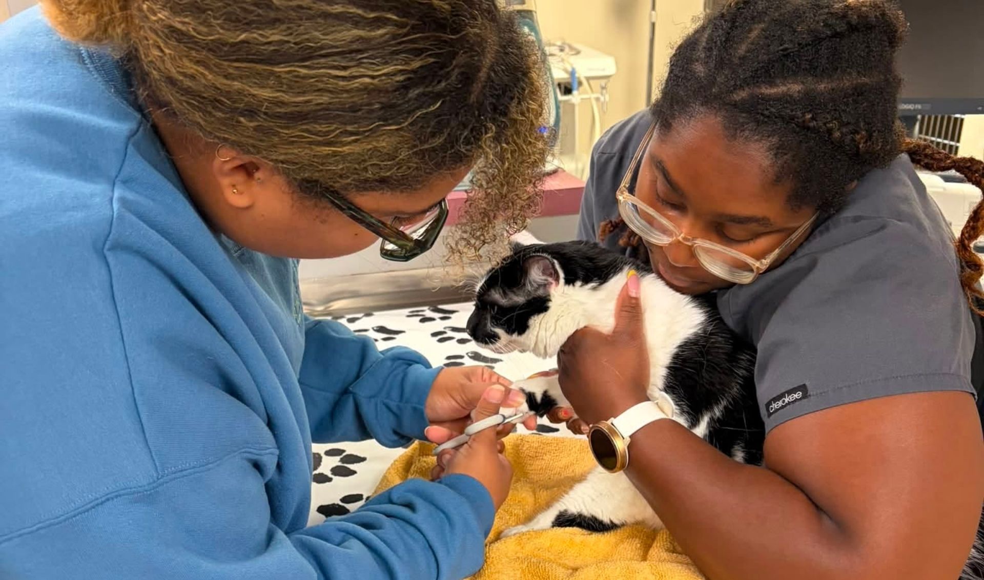 veterinary staff gently treat a black-and-white cat
