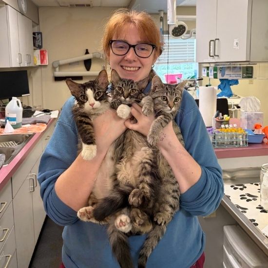 a vet staff in blue scrub holds three tabby kittens